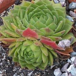 Sempervivum - Dachwurz - Hauswurz